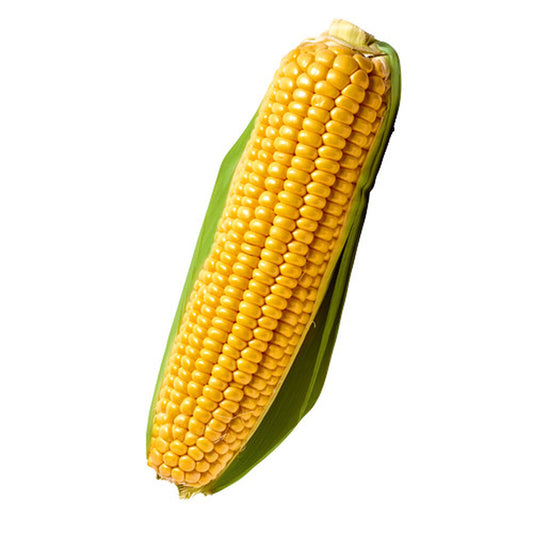 Kolba kukurydzy 1 szt.. /szt.