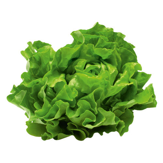 Sałata masłowa 1 szt.. /szt.